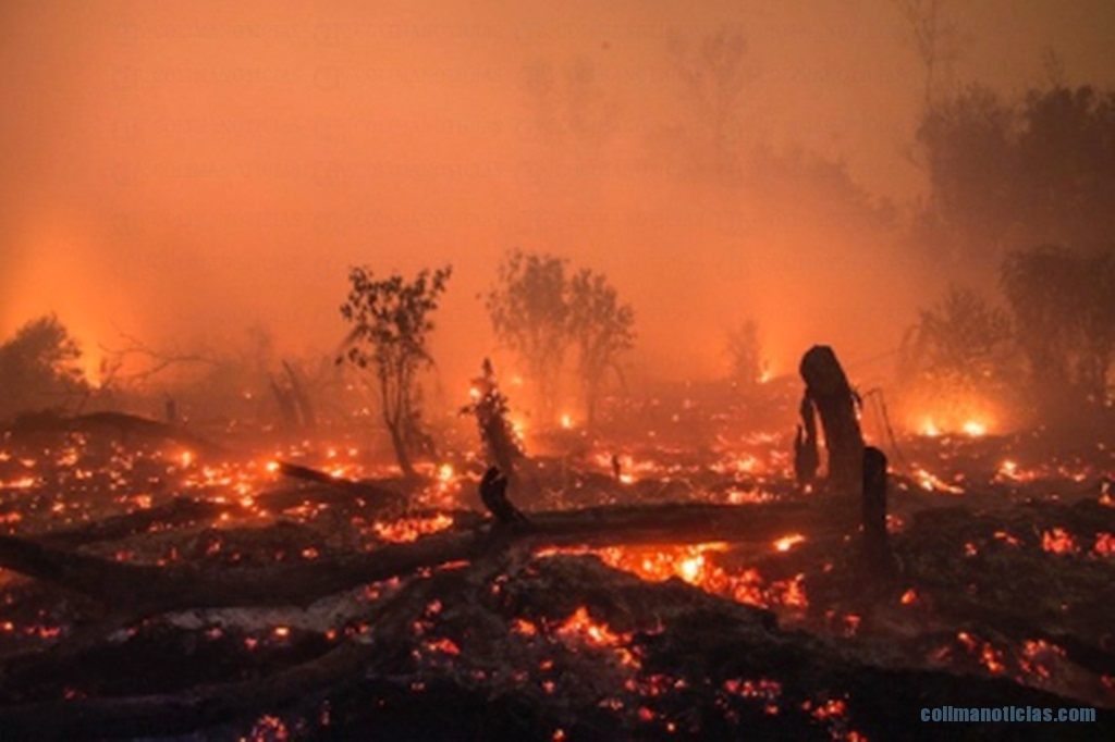 Un tercio de los orangutanes del mundo en riesgo por los incendios de Indonesia