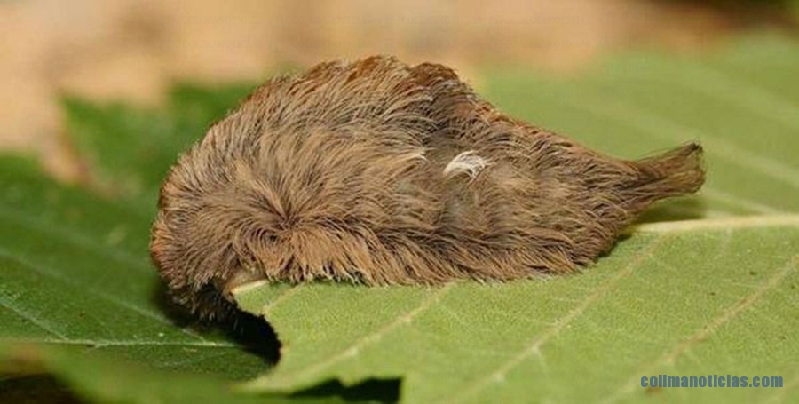 oruga-peluche