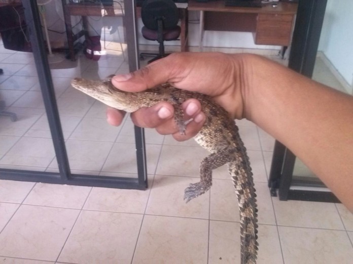 COCODRILO