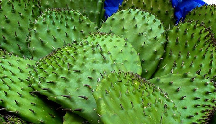 NOPAL