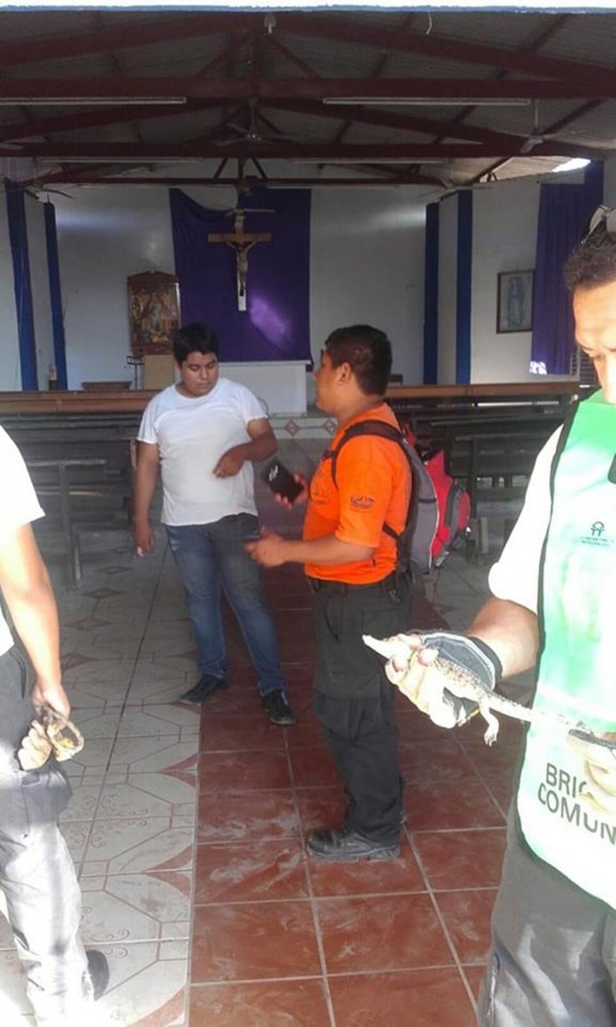 cocodrilos en templo