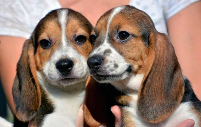 perros in vitro