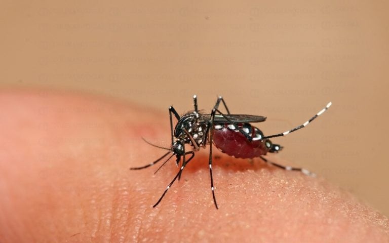 Detectan caso de malaria en Jalisco; paciente habría llegado al país por el Copa Mundial de la FIFA 2026