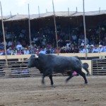 0175.FEBRERO.2016_Toros_La Petatera