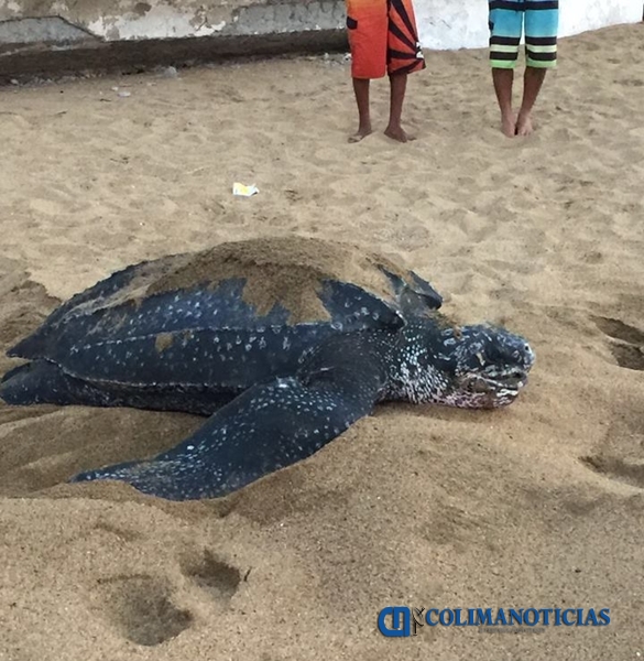 CN TORTUGA