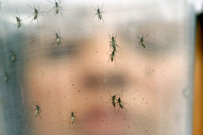 mosquito zika