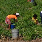 niños del campo