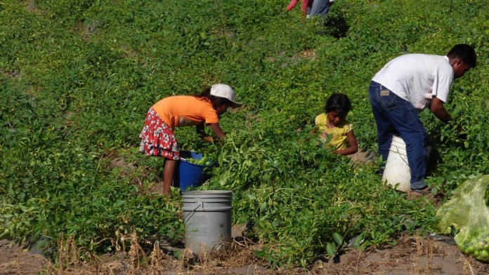 niños del campo