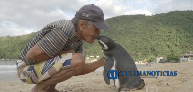 Pingüino regresa todos los años a visitar al hombre que lo salvó de morir