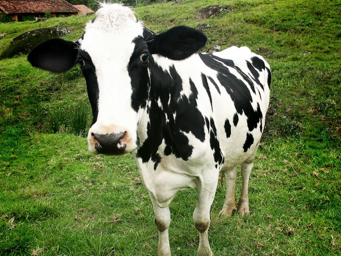 vaca