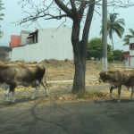 Ganado transita sobre calle Hidalgo en villa de Álvarez