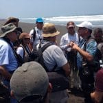 Guia de aves, visita cuyu