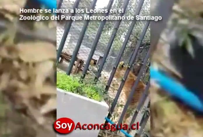 hombre se lanza a leones