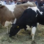 vacas