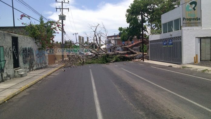 Cae árbol de Primavera2