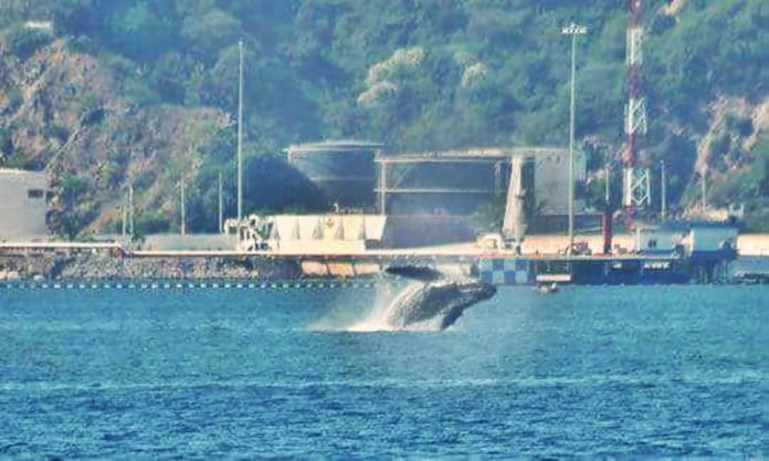 ballenas en mzo