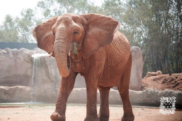 elefante