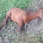 reporte-potrillo