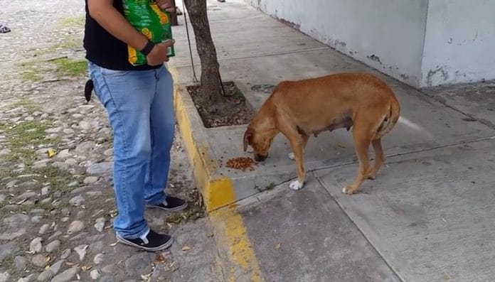 reto para alimentar perritos