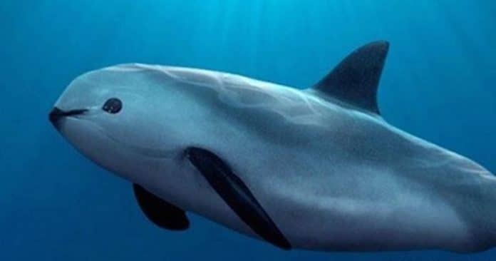 vaquita-marina