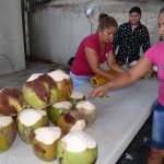 exportan coco a lo estados unidos