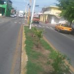 reforestacion en armeria