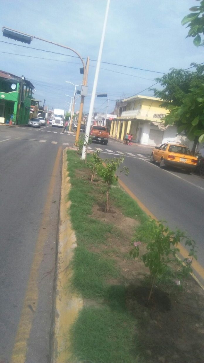reforestacion en armeria
