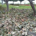 ciudadania-pide-al-ayto-de-la-villa-realizar-limpieza-en-los-jardines2