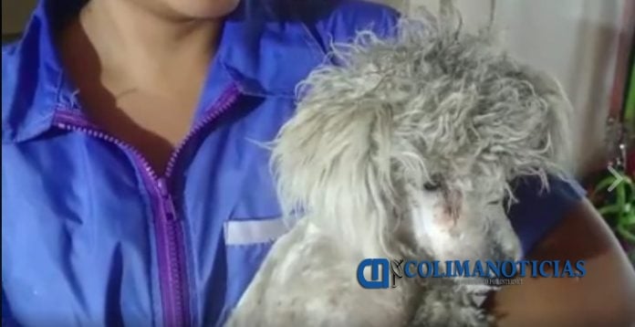 perrito_ahorcado