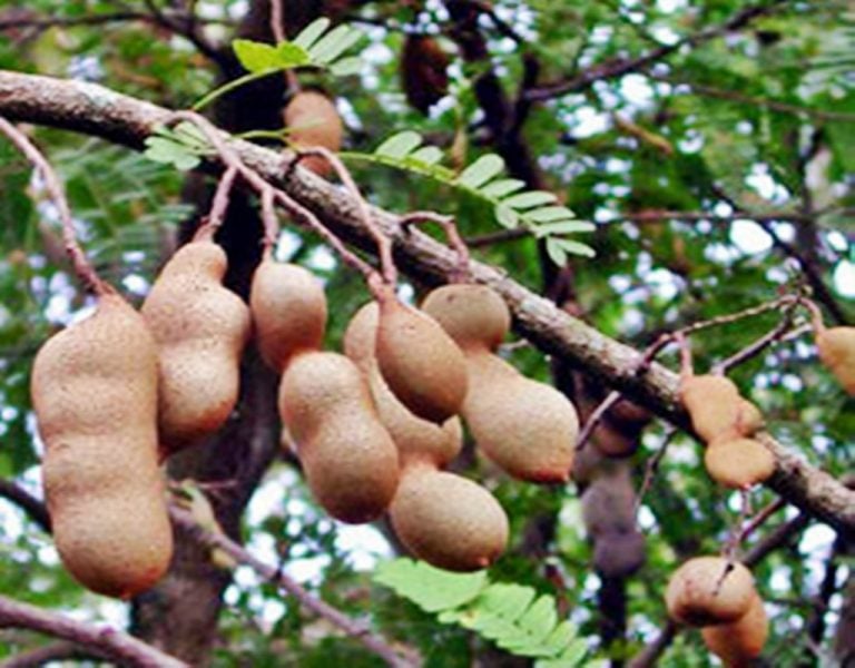 Falta de agua afectará producción de tamarindo