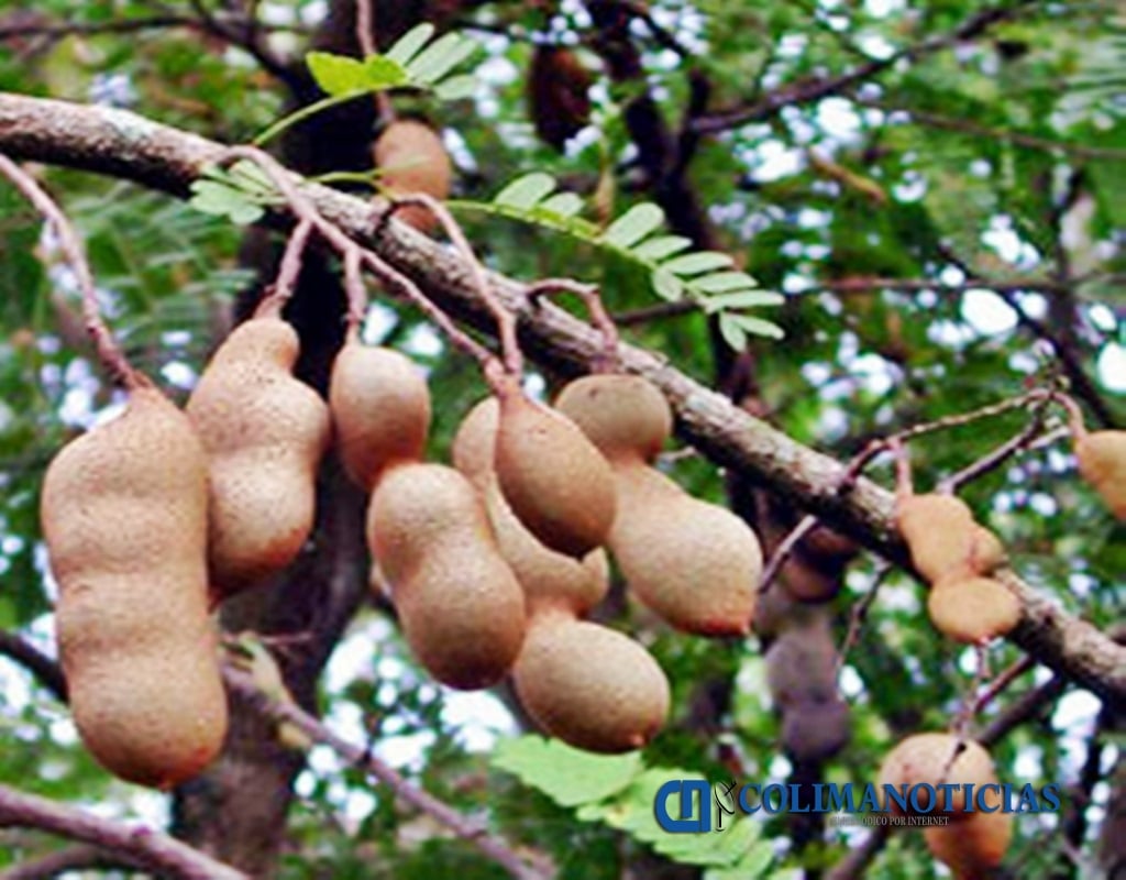 Produce Colima Tamarindo De Excelente Calidad Colima Noticias Produce Colima Tamarindo De Excelente Calidad Colima Noticias