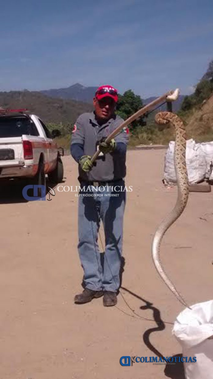 Capturan peligrosa serpiente de cascabel