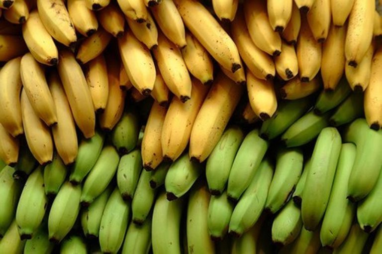 Producción platanera latinoamericana amenazada por virus Mal de Panamá