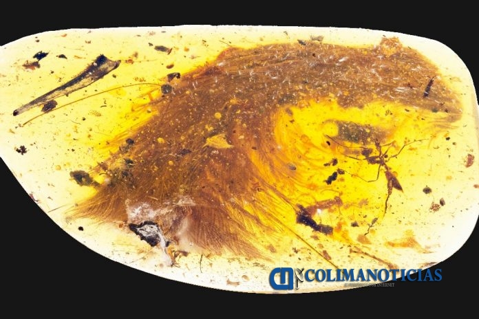 cola de Dinosaurio con plumas