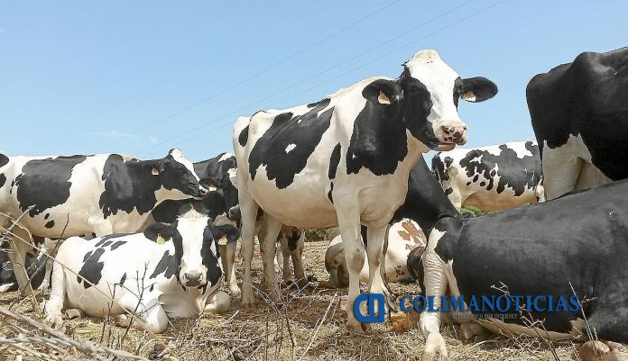 vacas-archivo