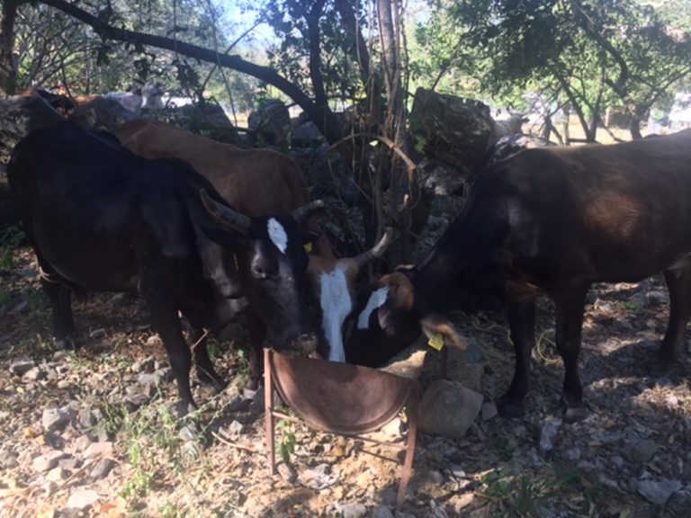 Recuperan ganado robado durante cateo en ranchos de Tecomán