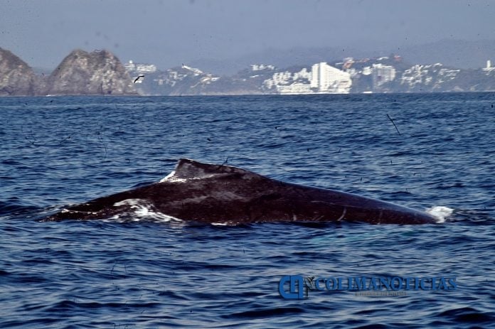 manzani28
