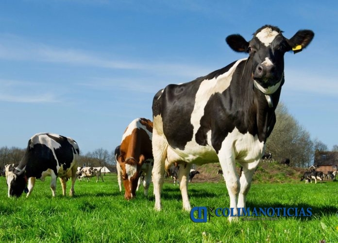 vacas 24 enero