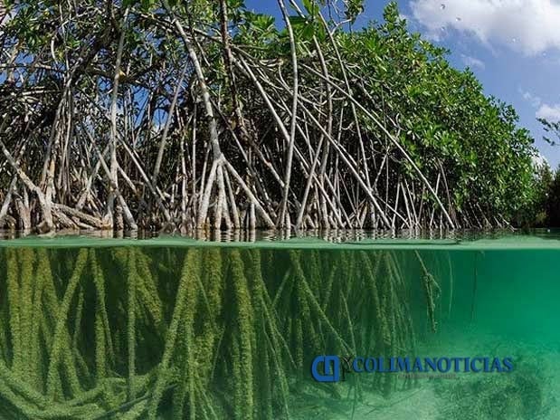 manglar-méxico