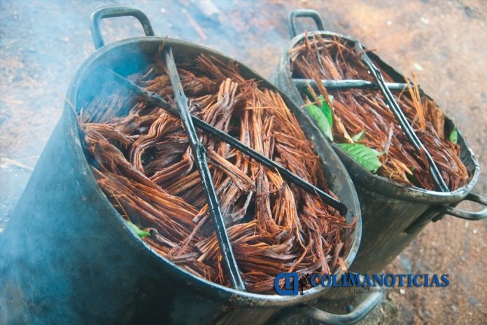 ayahuasca-