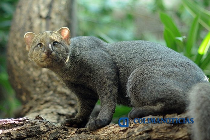 Puma Colimote