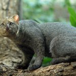 Puma Colimote