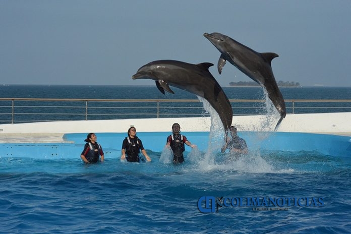 delfines