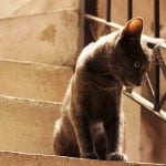 gato archivo