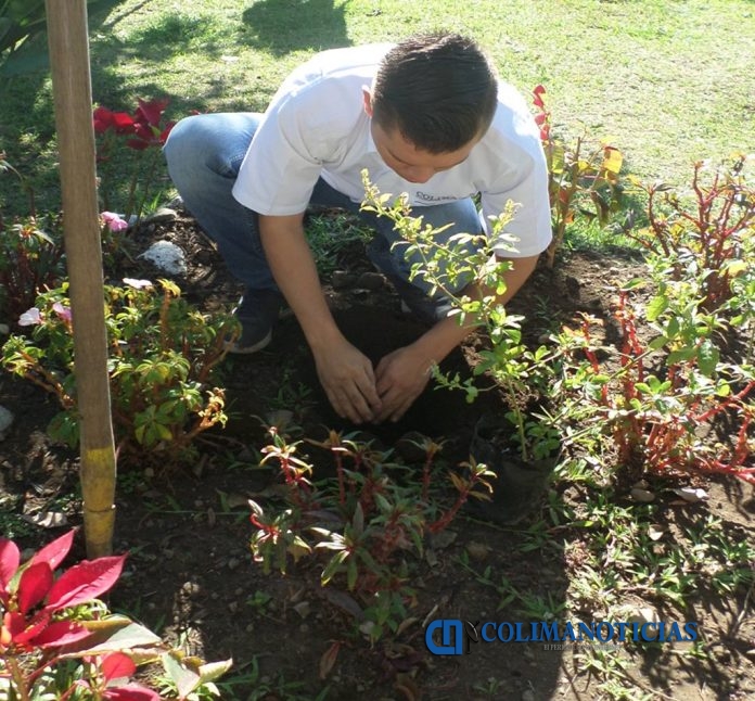 plantacion