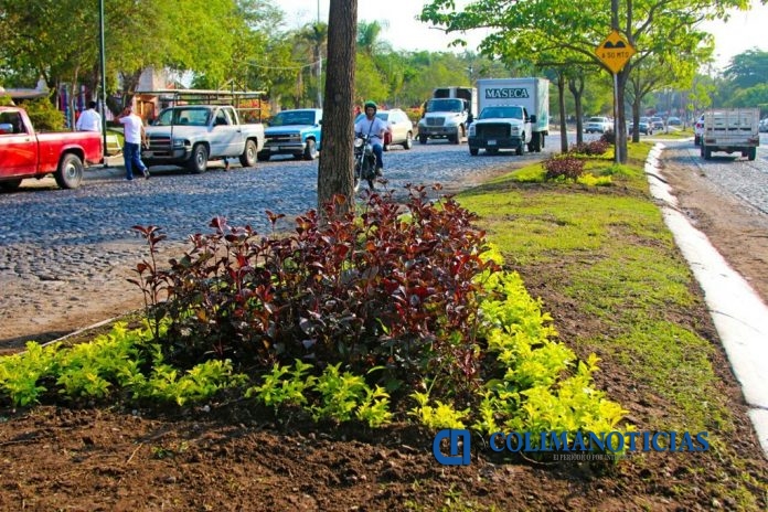 camellon colima