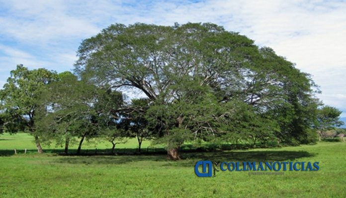 parotas
