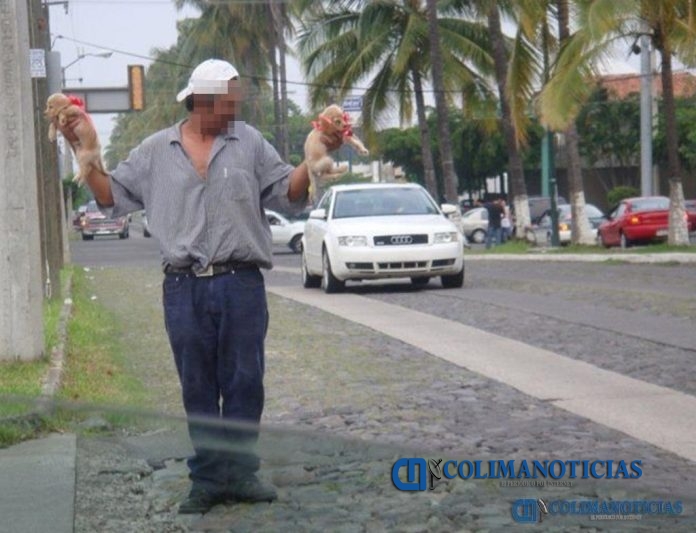 vendedor de mascotas calle