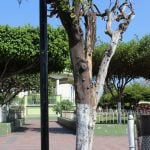 Coquimatlán jardín 2