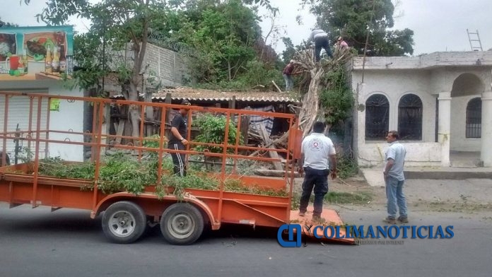 arbol caido